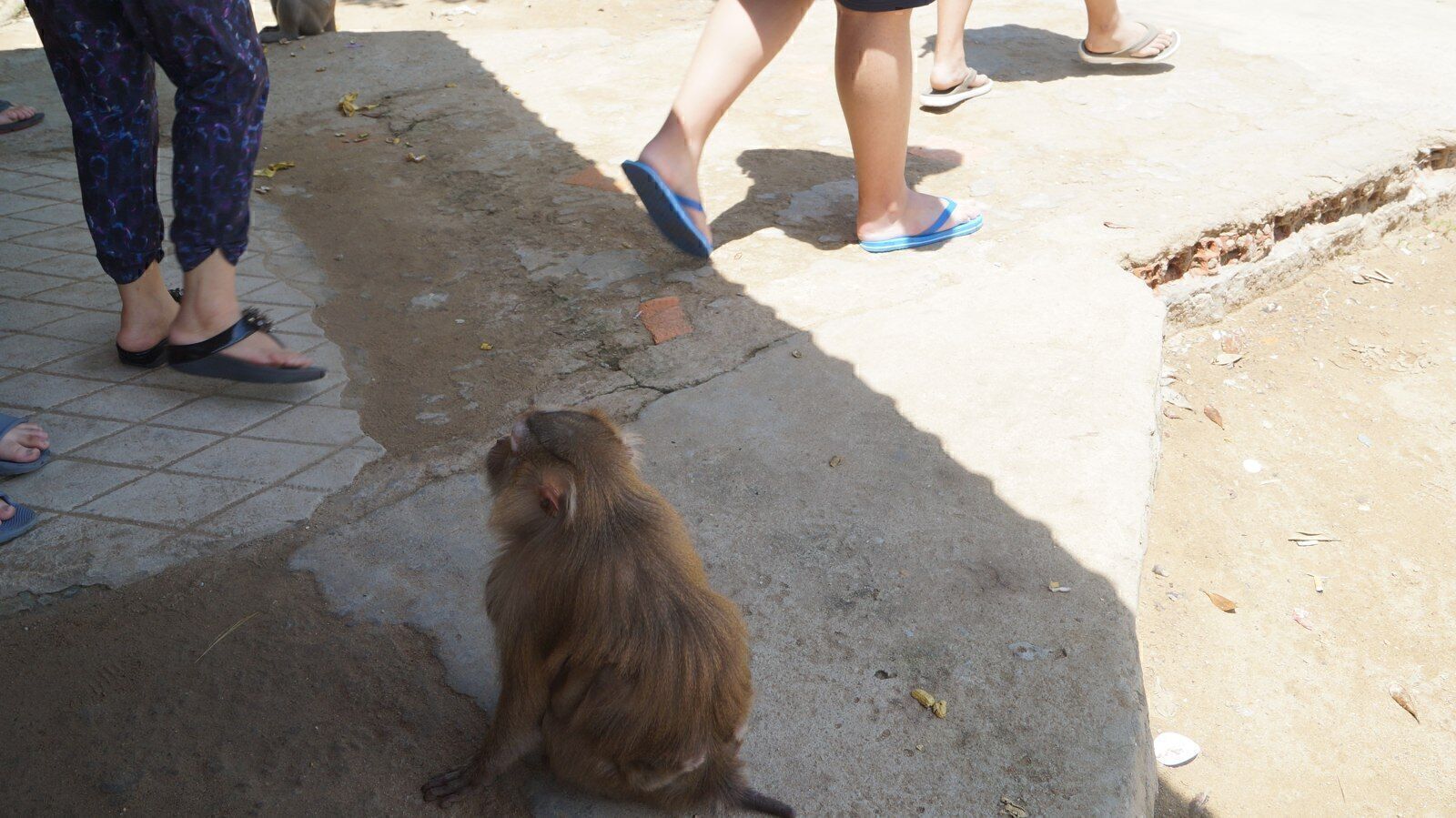 Long-tailed macaque sitting on a concrete ledge among visitors feet at Monkey Island in Can Gio