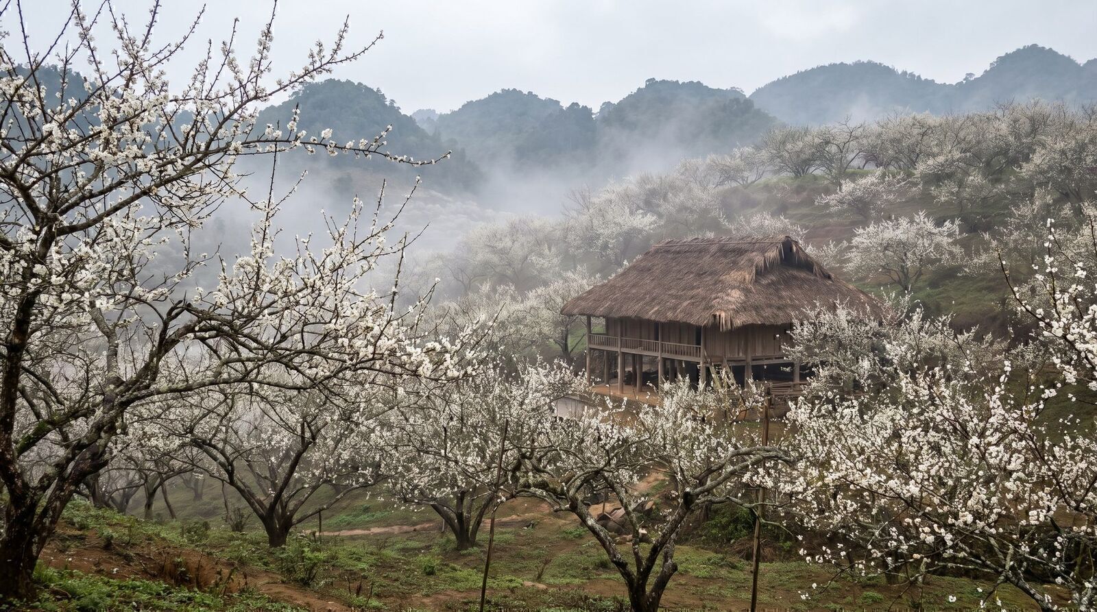 White plum blossom orchards in mist around a stilt house in Moc Chau, northern Vietnam in February