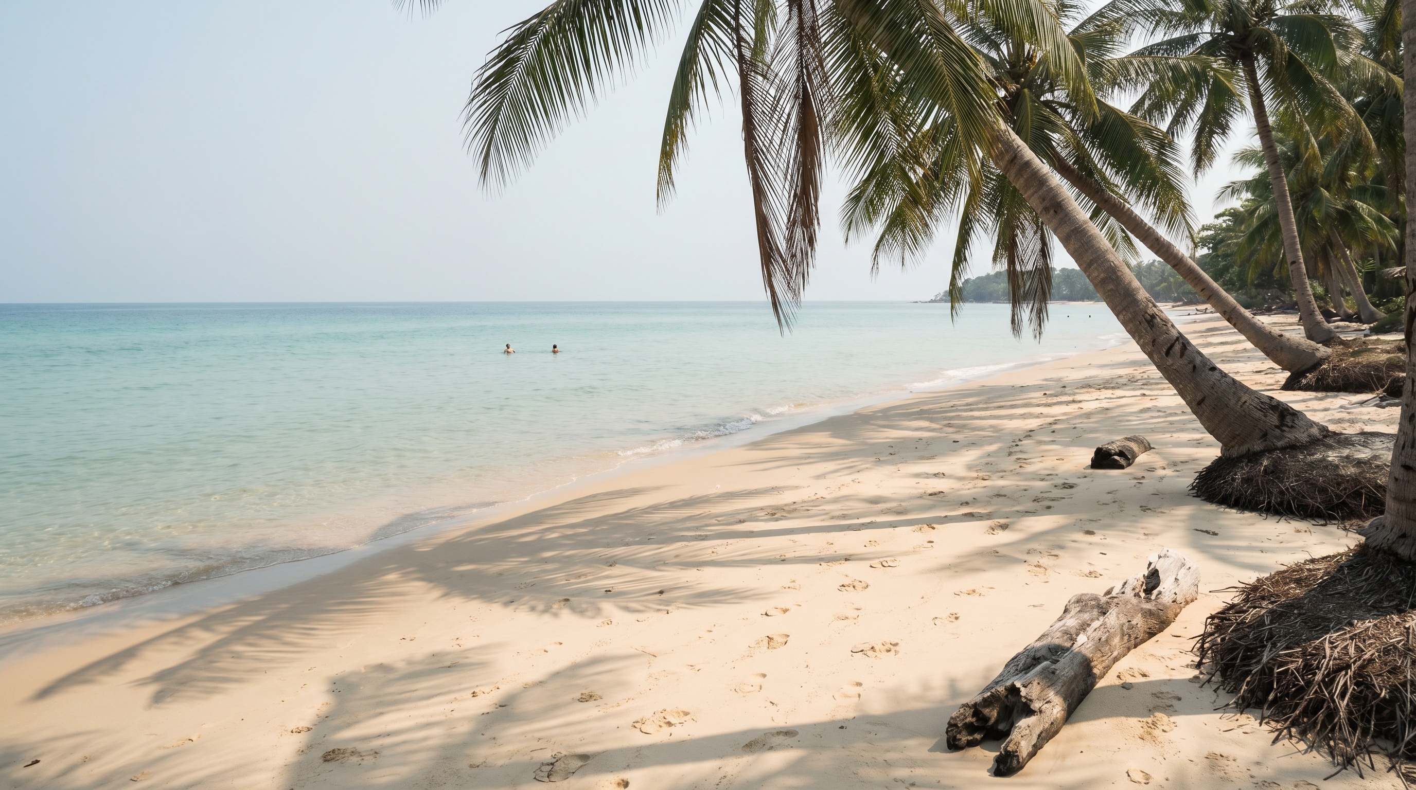 White sand beach with leaning palm tree and turquoise water in Phu Quoc dry season