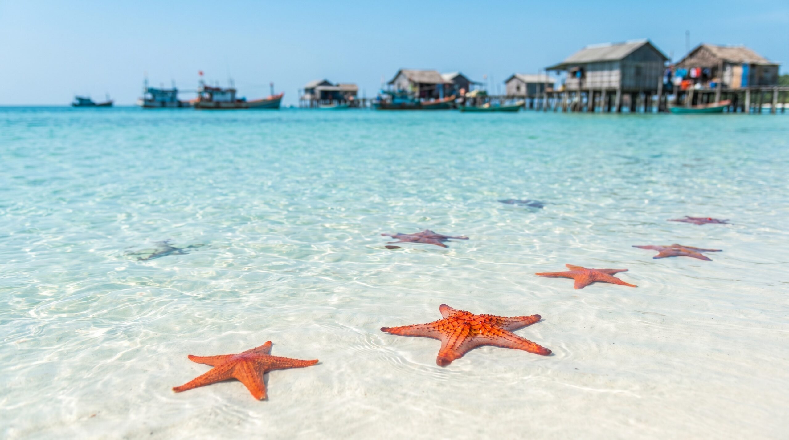 Red sea stars in clear shallow water at Starfish Beach Phu Quoc